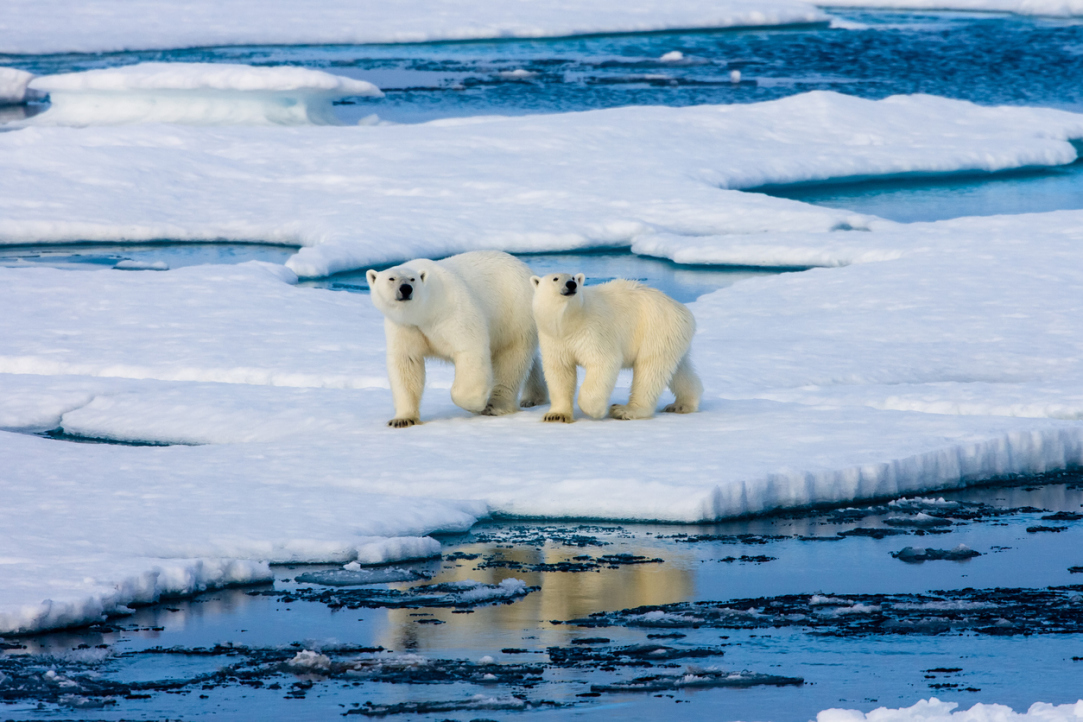 Три модели для Арктики: математика поможет людям поделить ресурсы и спасти животных от разливов нефти
