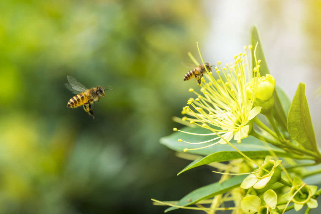«Пчелы — это гораздо больше, чем мед»: почему они важны для человечества