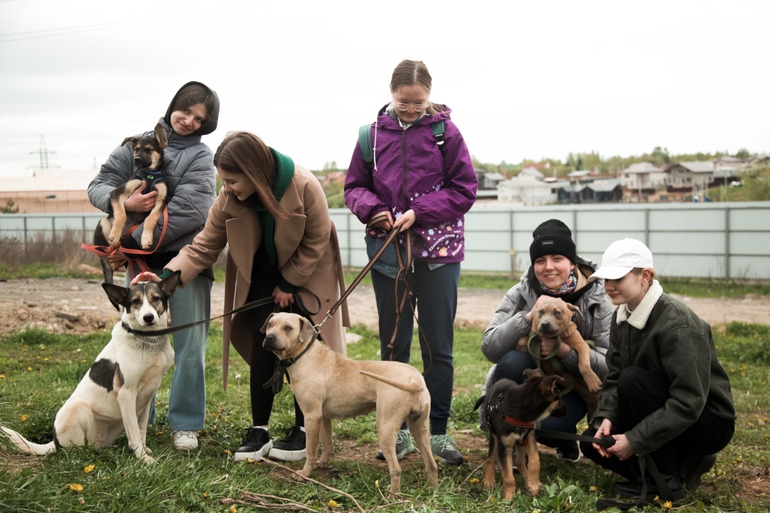 How HSE University Helps Stray Animals